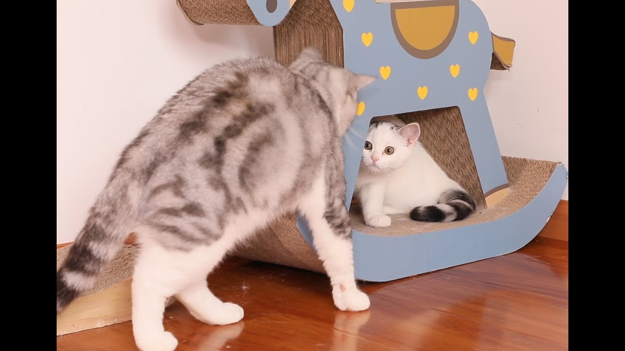 猫爸爸偷摸女儿尾巴,被奶猫凶到没脾气,简直是猫中女儿奴